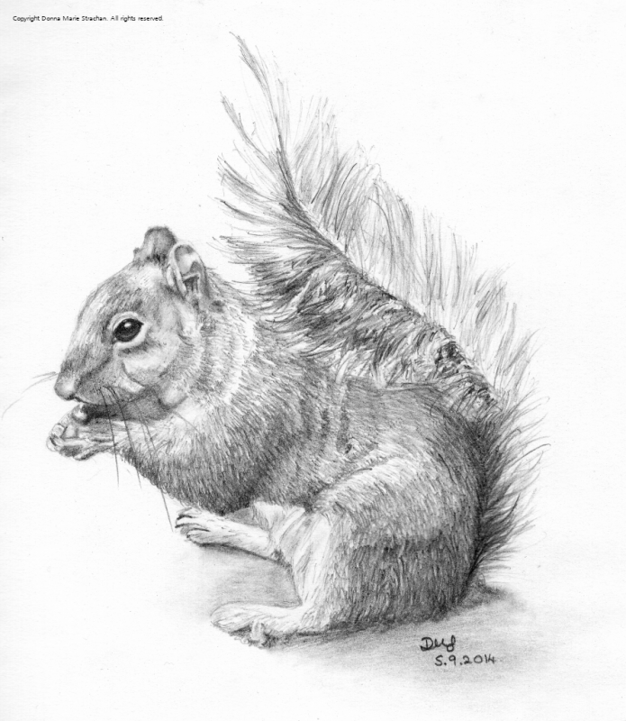 A squirrel eating, pencil sketch on A5 paper