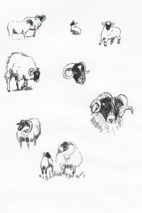 Ink sketches of Scottish Blackface sheep in assorted positions.
