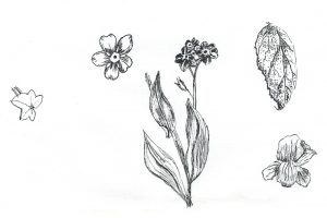 Flower, leaf and plant sketches in ink.