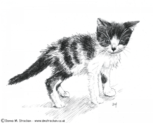 Black and white kitten drawn in ink