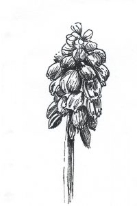 Ink sketch of grape hyacinth flower
