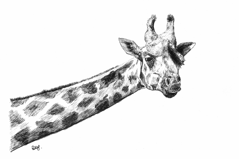 giraffe-for-day-21-of-inktober