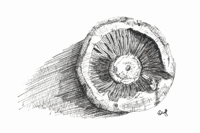 mushroom-for-day-31-of-inktober