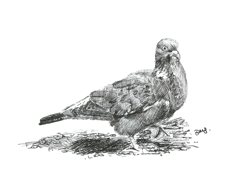 pigeon-for-day-1-of-inktober