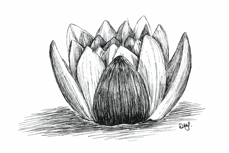 water-lily-for-day-23-of-inktober