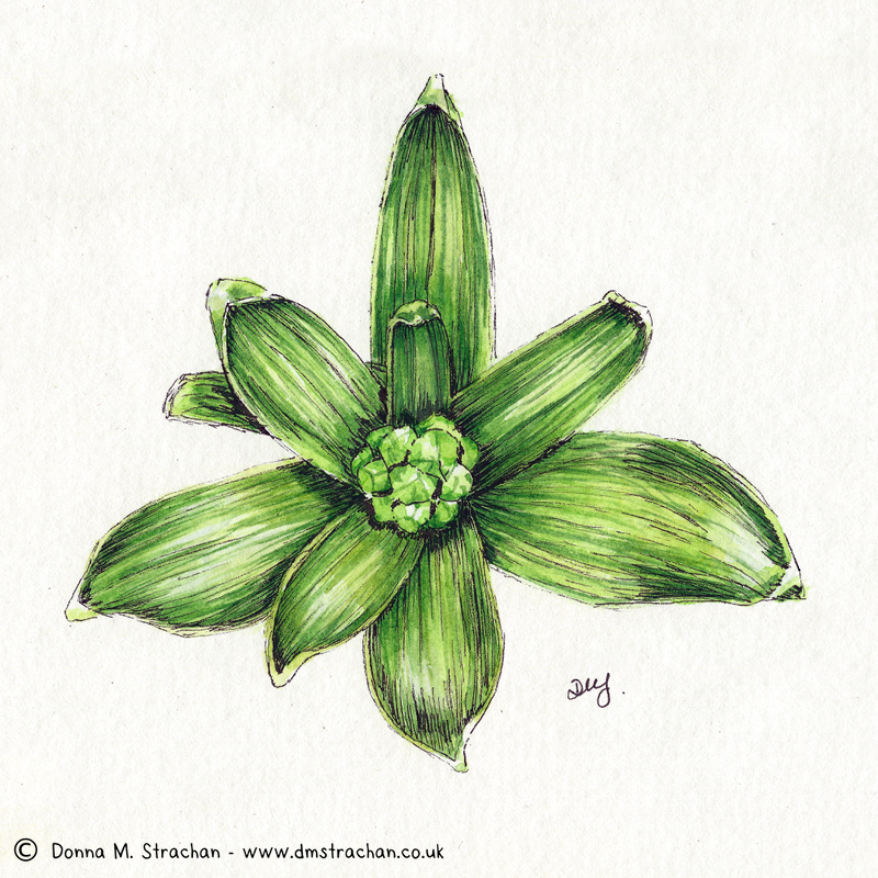 Hyacinth illustration – ink & watercolour