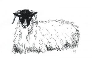Ink drawing of a Scottish Blackface sheep lying down