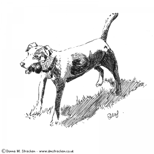 Ink sketch of a jack russell terrier with a toy in her mouth, standing on grass.