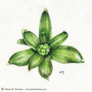 Top down illustration of a hyacinth plant and flower bud, ink drawing with watercolour paint